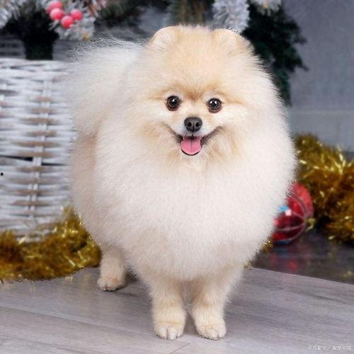 明星博美狗,闪耀舞台的萌宠传奇