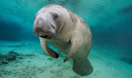 瓜哥吃瓜美人鱼图片大全,图片大全揭秘