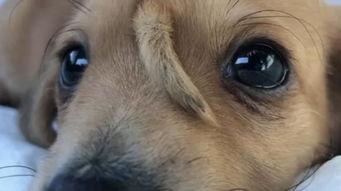 找网红小狗狗视频,视频里的治愈瞬间