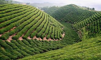 鹤峰县新闻爆料,聚焦民生热点，揭示社会现象