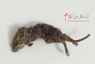 变异老鼠吃瓜视频大全,惊呆网友！视频大全大揭秘