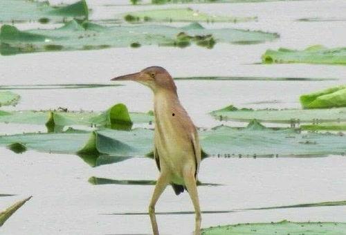 吃瓜群众嵊州烧鸟,舌尖上的美味诱惑，吃瓜群众的热议焦点