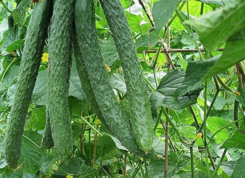 梦见摘梨瓜 吃梨瓜,揭秘摘梨瓜与吃梨瓜的神秘寓意