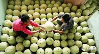 什么季节吃三白瓜,三白瓜的季节性美味