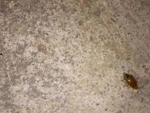 吃瓜叶子的黄飞虫,揭秘吃瓜叶子的神秘生物