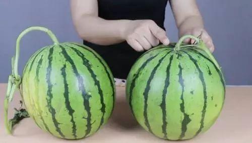 文安12点吃瓜,瓜果飘香，共享夏日美味时光