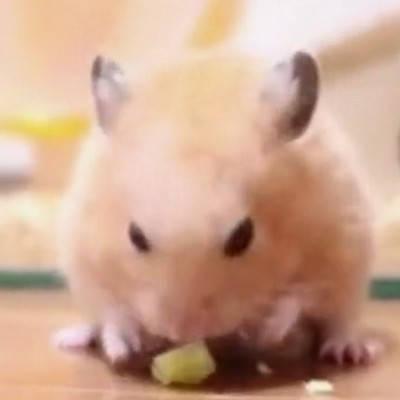 娱乐吃瓜酱仓鼠,揭秘娱乐圈背后的趣味故事