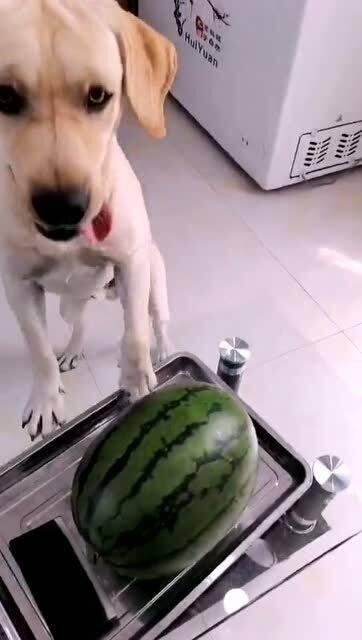 娱乐吃瓜酱送小狗视频