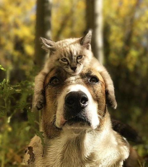 娱乐吃瓜酱拍照小狗狗,娱乐吃瓜酱与小狗狗的甜蜜互动