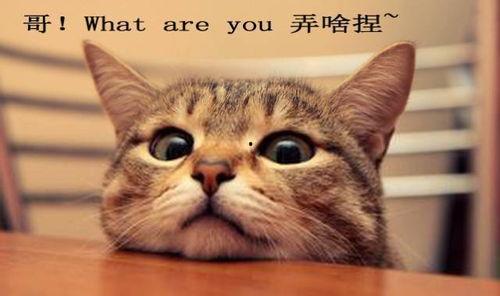 吃瓜娱乐君折耳猫