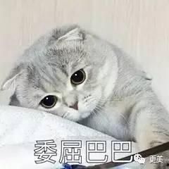 吃瓜娱乐君折耳猫